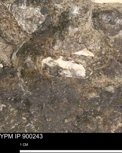 undet. Mollusca