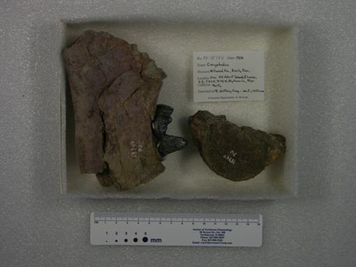 Coryphodon sp.