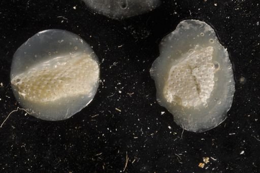 Primavelans insculpta