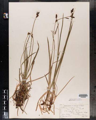 Carex