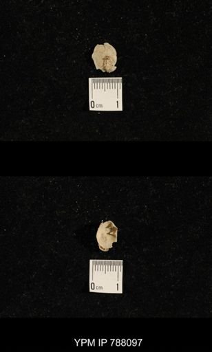 Brachiopoda