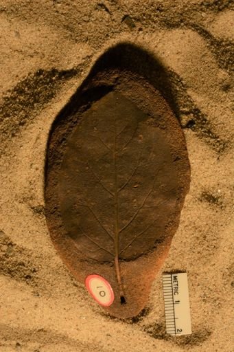 Populus kansaseana