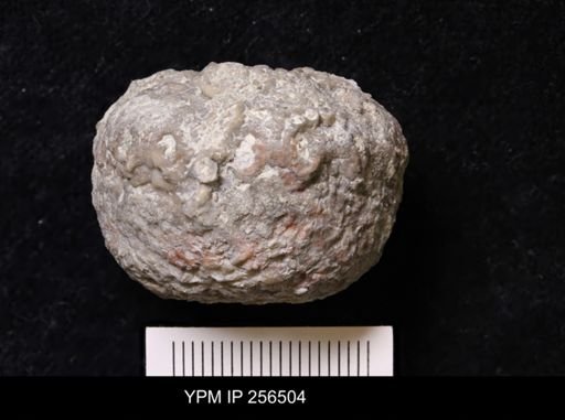 Dolatocrinus asterias