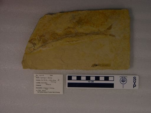 Leptolepis dubius