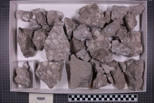 mixed taxa, stratigraphic collection