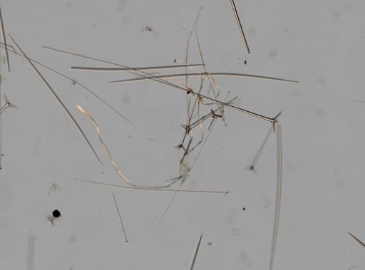 Ecionemia walkeri