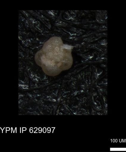 undet. Globigerinina