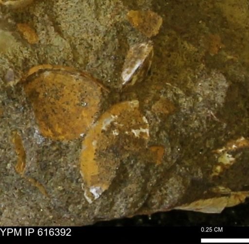 Protocardia subquadrata