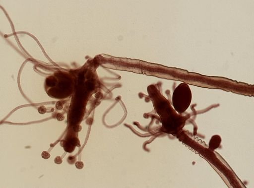 Pennaria disticha
