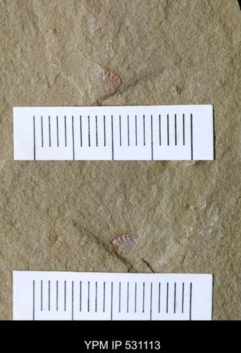 undet. Synziphosurina