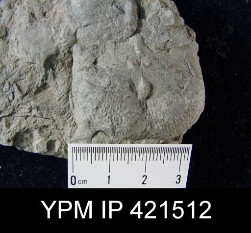 Dictyoclostus?