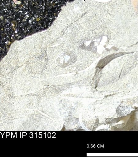 Gastropoda?