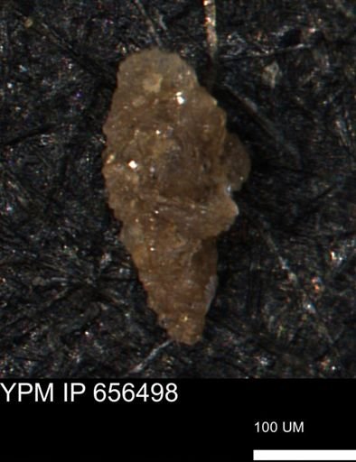 Verneuilina canadensis