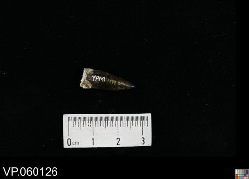 Protosphyraena sp.
