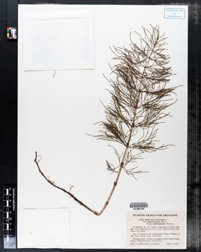 Equisetum sylvaticum