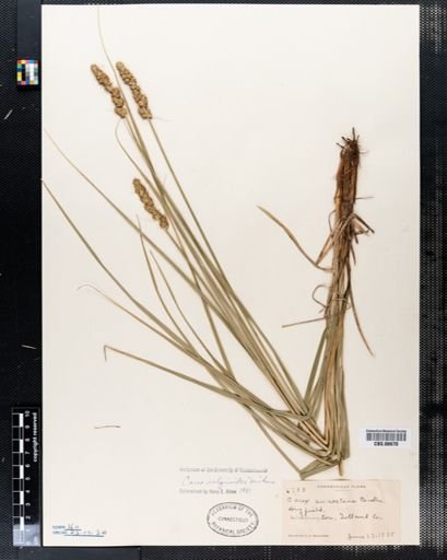 Carex
