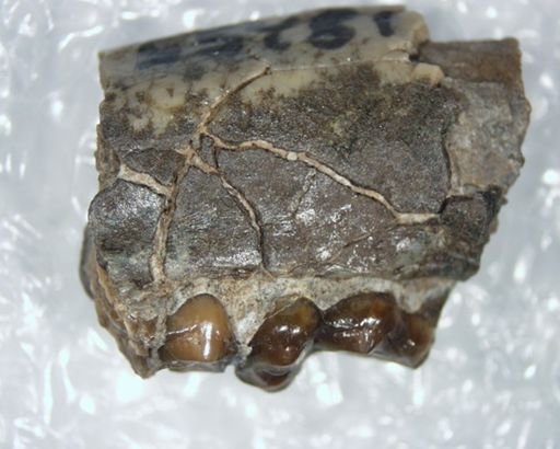 Pelycodus sp.