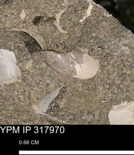 undet. Mollusca