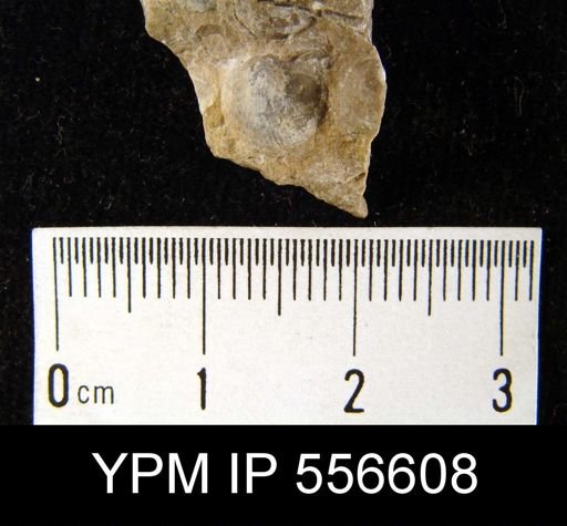 Chonetes vicinus