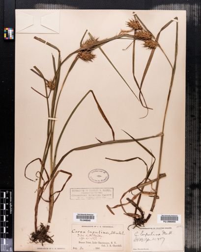 Carex lupulina