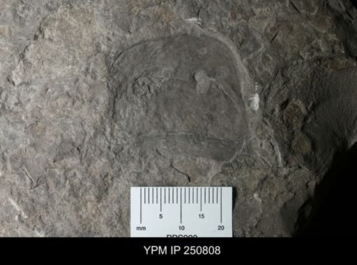 Eurypterus remipes remipes