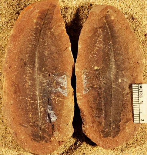 Pecopteris