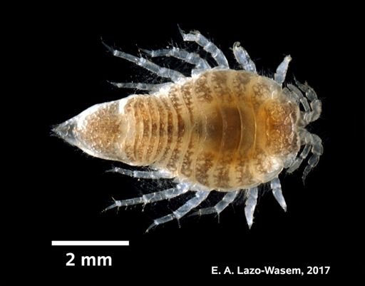 Chiridotea coeca