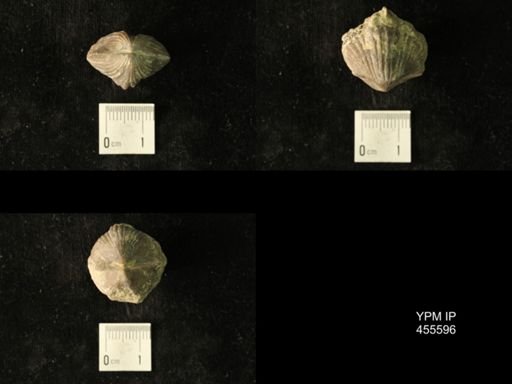 Platystrophia laticosta
