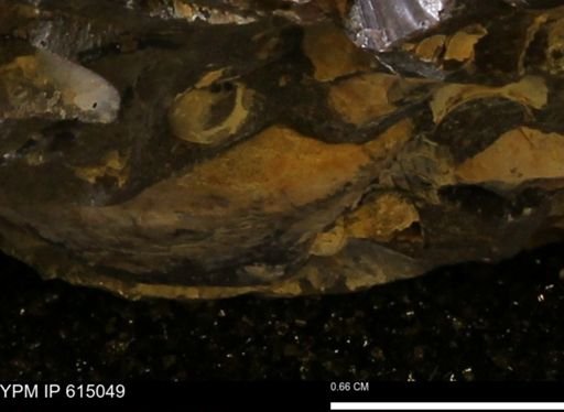 Inoceramus sp.