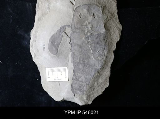 Eurypterus sp.