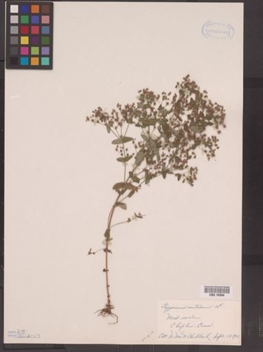 Hypericum mutilum