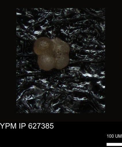 undet. Foraminiferida