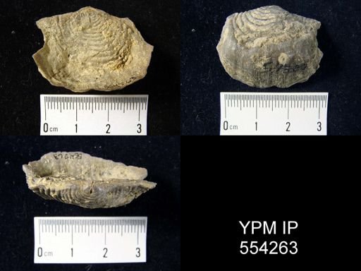 Leptaena rhomboidalis