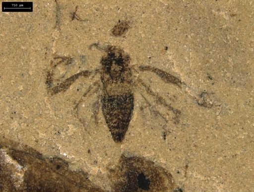 undet. Auchenorrhyncha