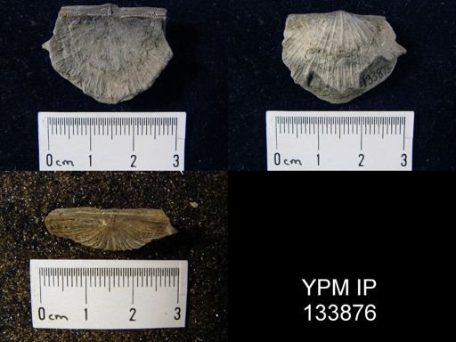 Stropheodonta inaequistriata