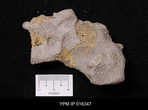 Bryozoa