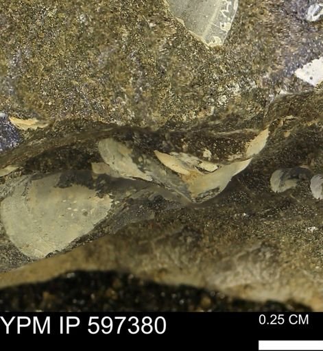 Limopsis striatopunctatus