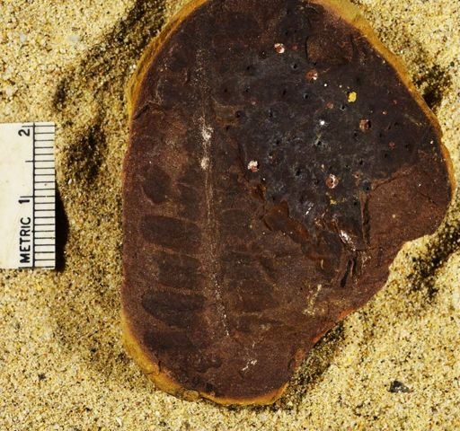 Stigmaria sp.