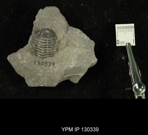 Phacops rana