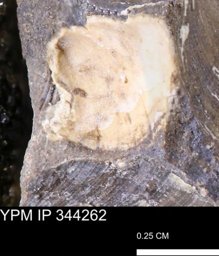 undet. Bivalvia