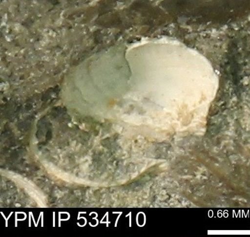 Protocardia subquadrata