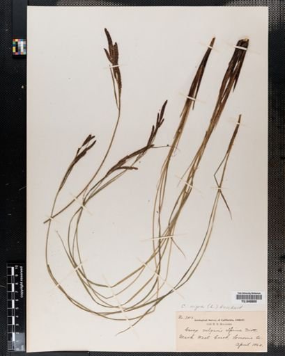 Carex nigra