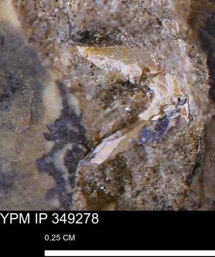 undet. Mollusca