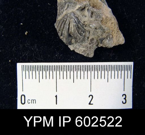 undet. Atrypida