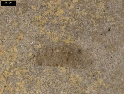 undet. Insecta