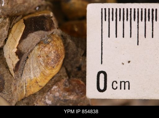 Limopsis striatopunctatus