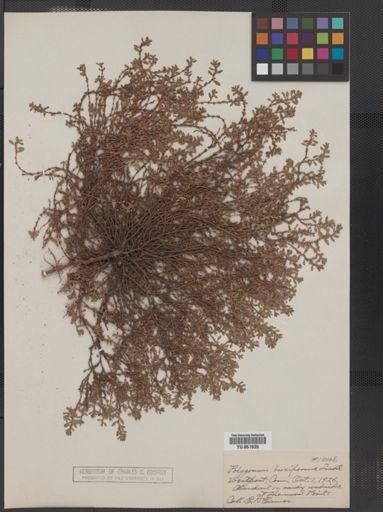 Polygonum buxiforme