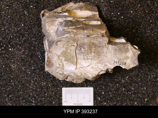 Baculites sp.