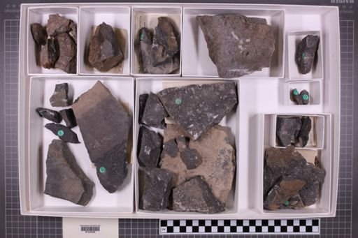 mixed taxa, stratigraphic collection