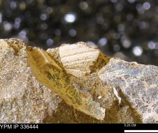 undet. Bivalvia